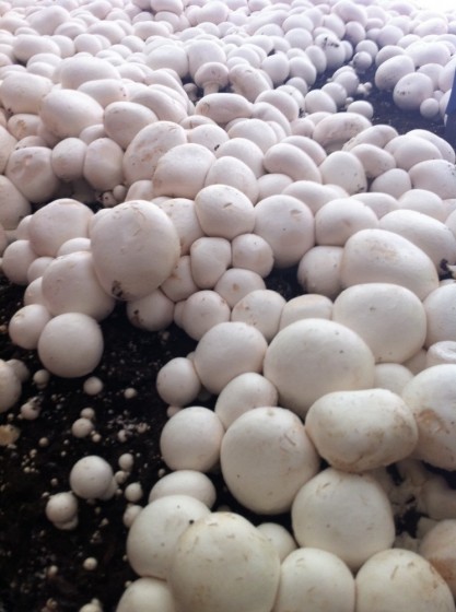 MushroomFestivalMushrooms