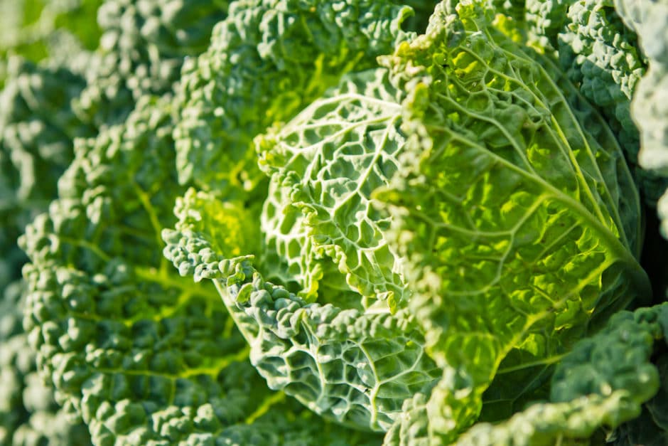 Greens, Nina Lea Photo