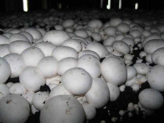 Guizzetti Mushroom Farm