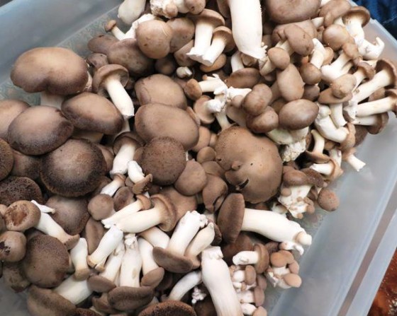 Mushrooms Ronna