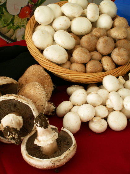 Mushrooms KSQ Fest