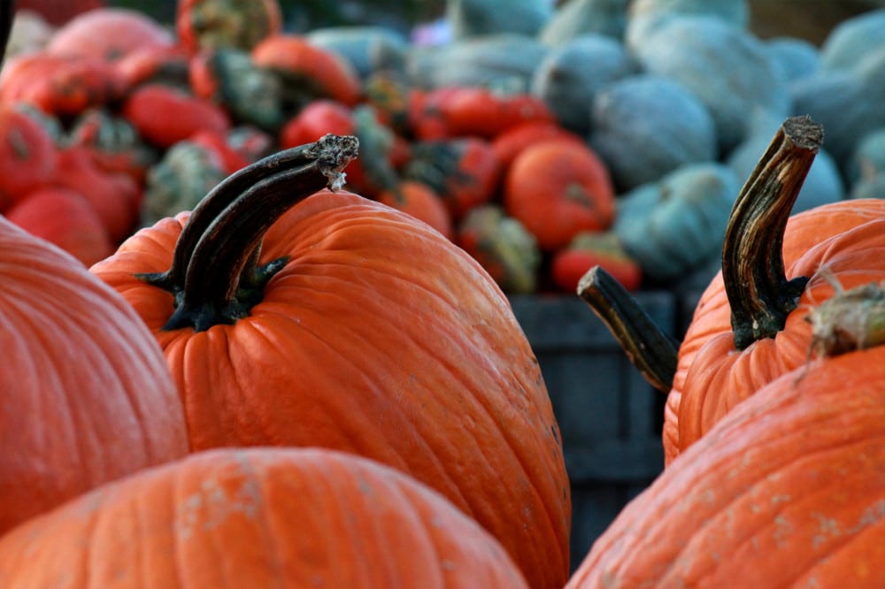 pumpkin picking on the main line