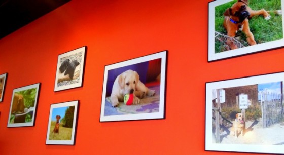 PureBread wall of pup photos