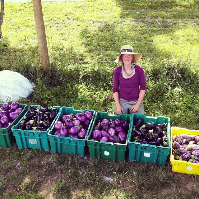 Eggplants Two Gander Farm