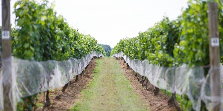 Penns Woods Winery Vineyard Scenery