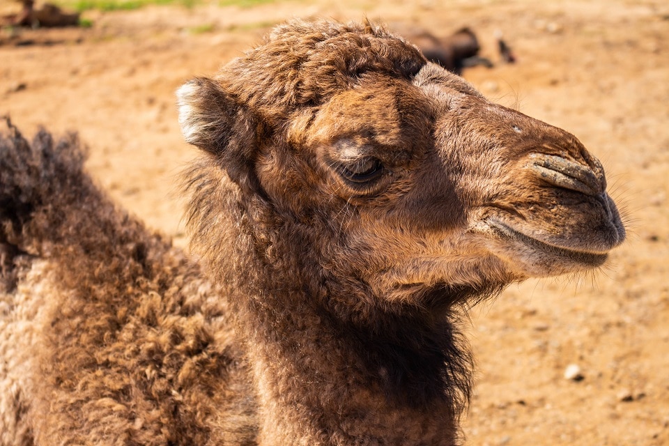 PA Camel milk