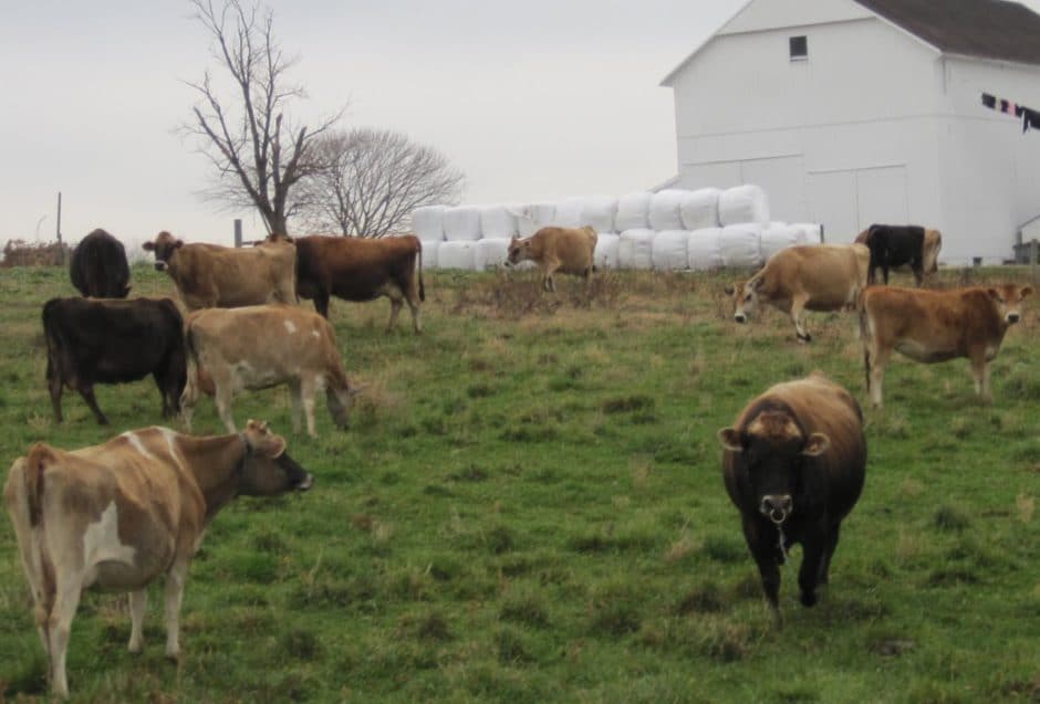 cows-on-pasture-millersfarm