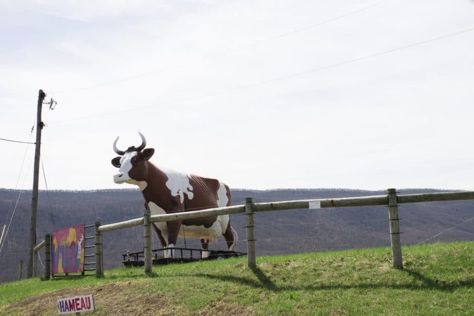 road trip cow