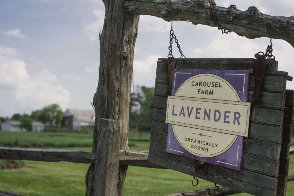 Carousel Farm Lavender Farm