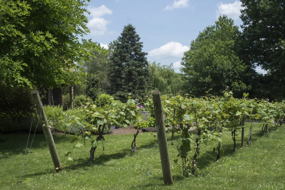 Crossing Vineyards