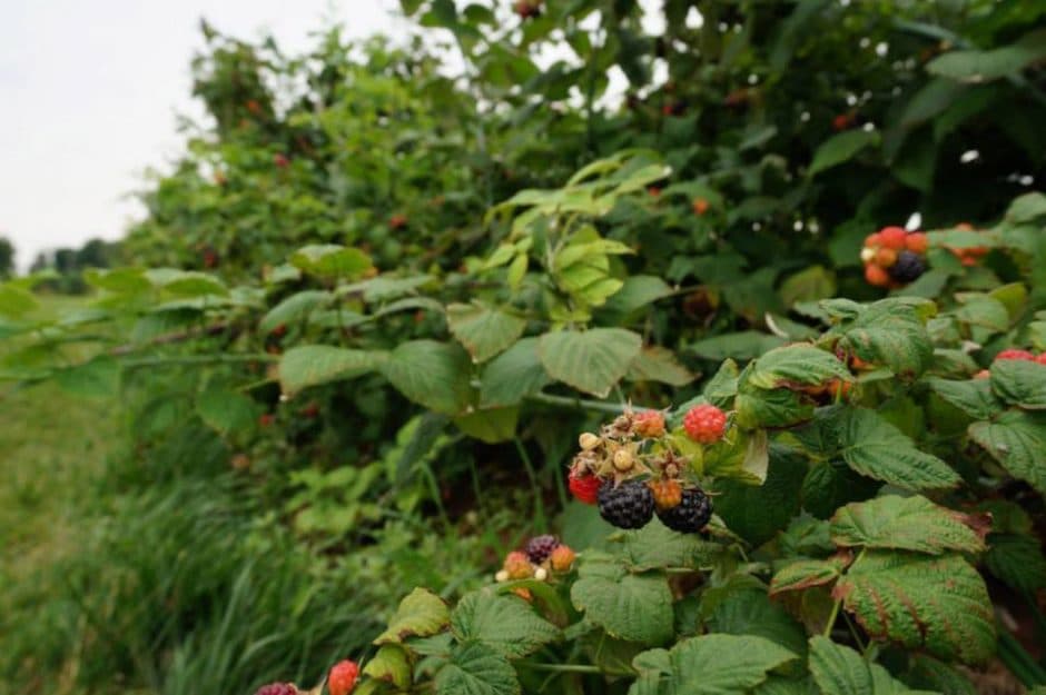 Weaver's Orchard Black Raspberries