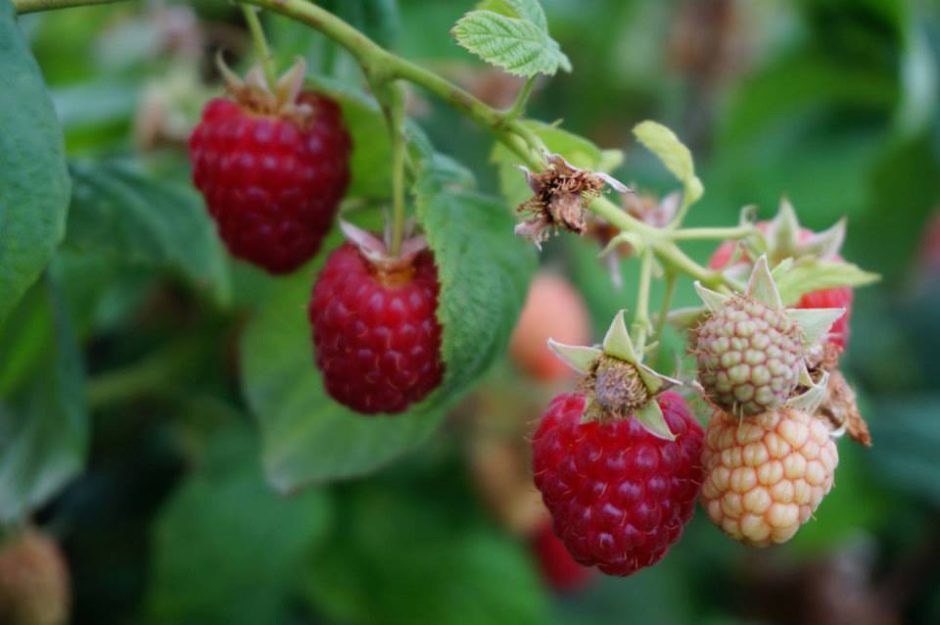 Weaver's Orchard Raspberries 2