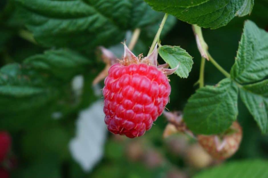 Weaver's Orchard Raspberries 3