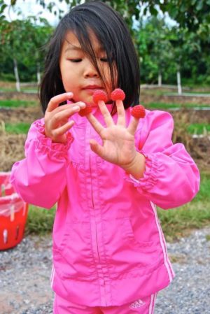 Weaver's Orchard Raspberries