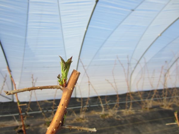 Weaver's Orchard Raspberry