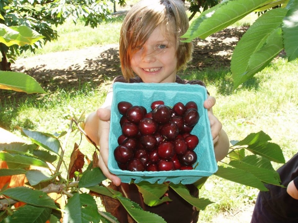 weaver's orchard cherries