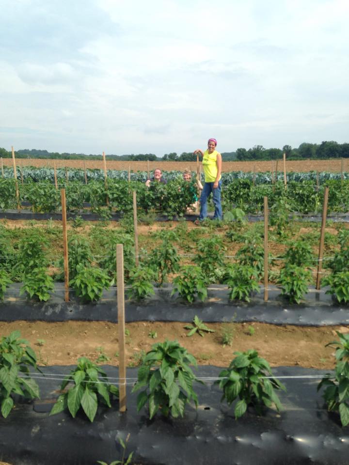 Farm Day Volunteering for Chester County Food Bank