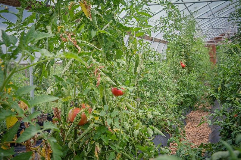 Greenhouse Tomatoes Nina Lea Photography