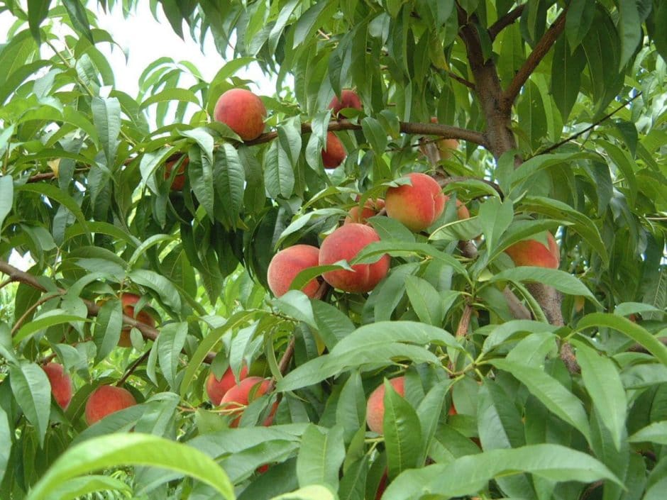 Weaver's Orchard Peaches 5