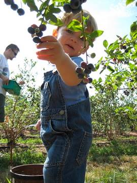 Weaver's blueberry picking