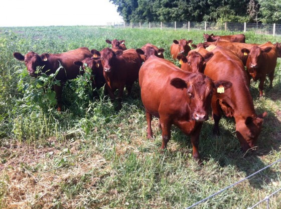 Wyebrook Farm Cows