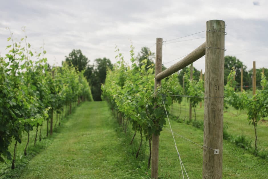 Borderland Vineyard Alexandra Whitney Photography