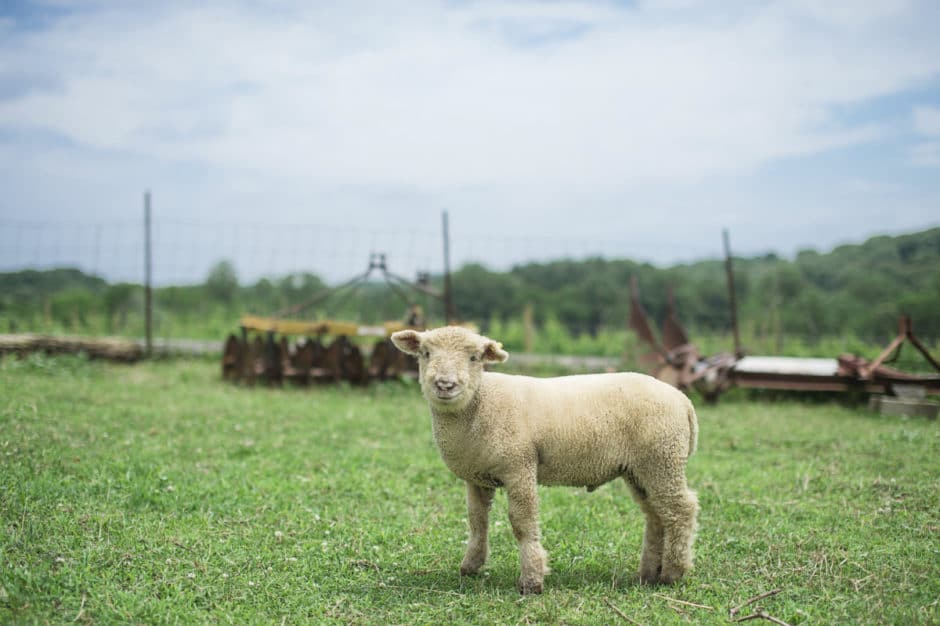 Borderland Vineyard Livestock Alexandra Whitney Photography