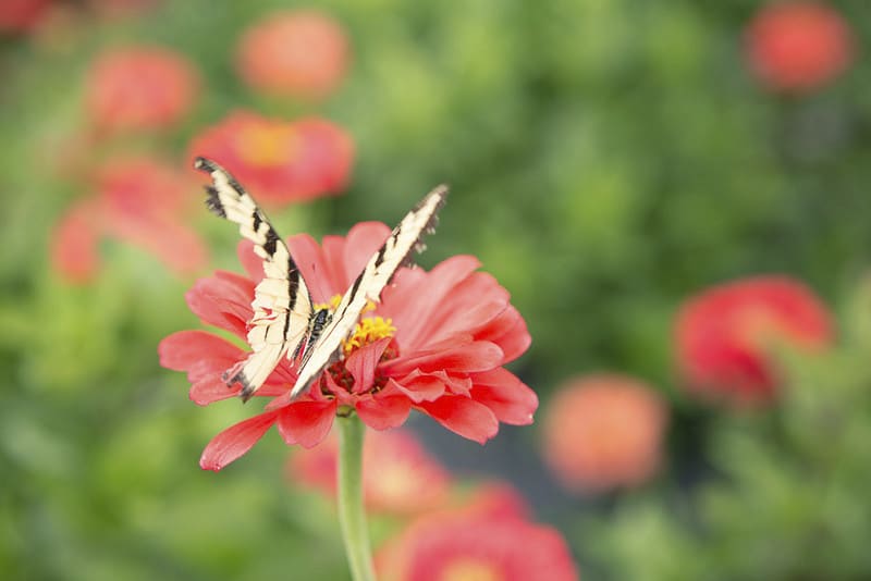 Flower and Butterfly