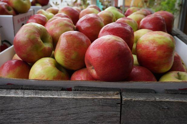 Weaver's Orchard apple 2