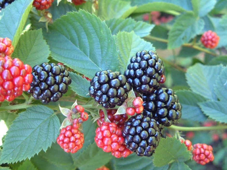 Weaver's Orchard blackberries 2