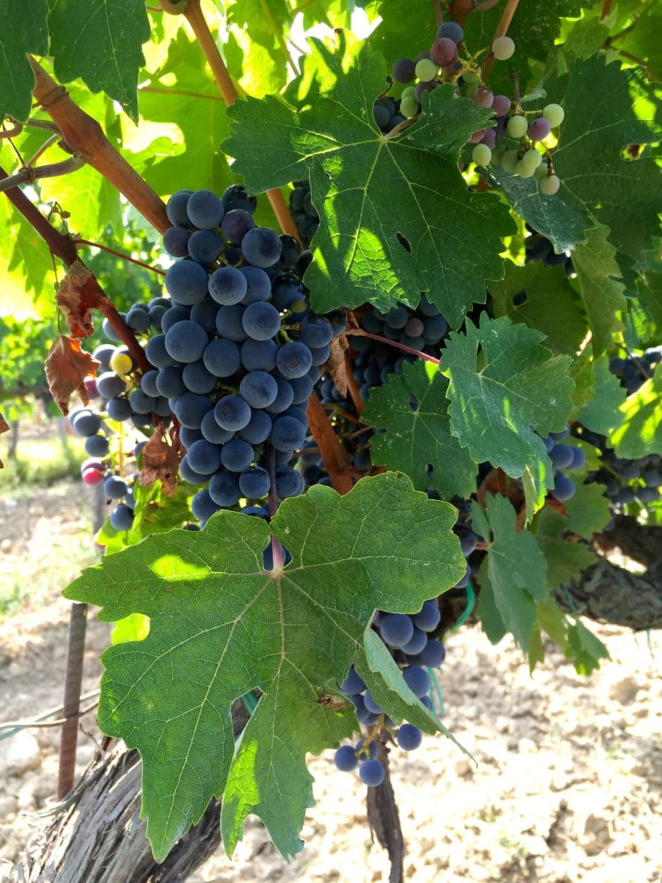 grapes