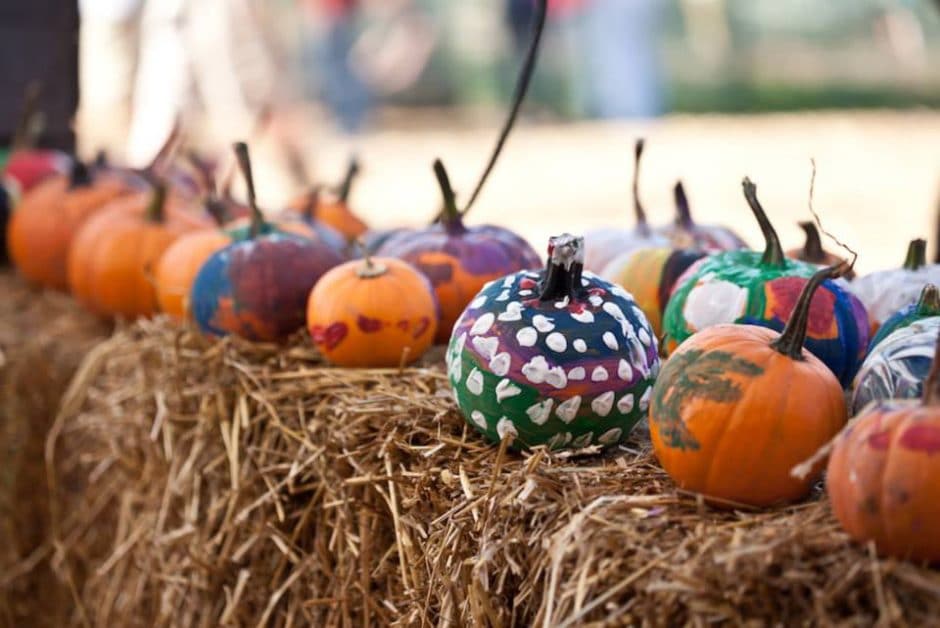 Weaver's Orchard pumpkins 3