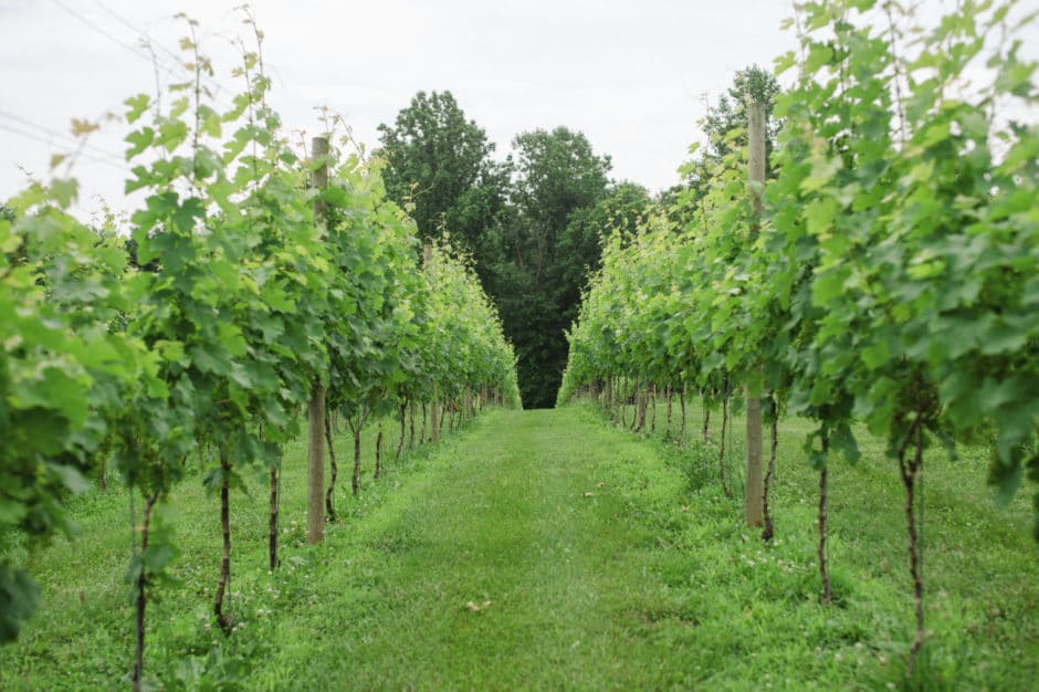 Borderland Vineyard View 