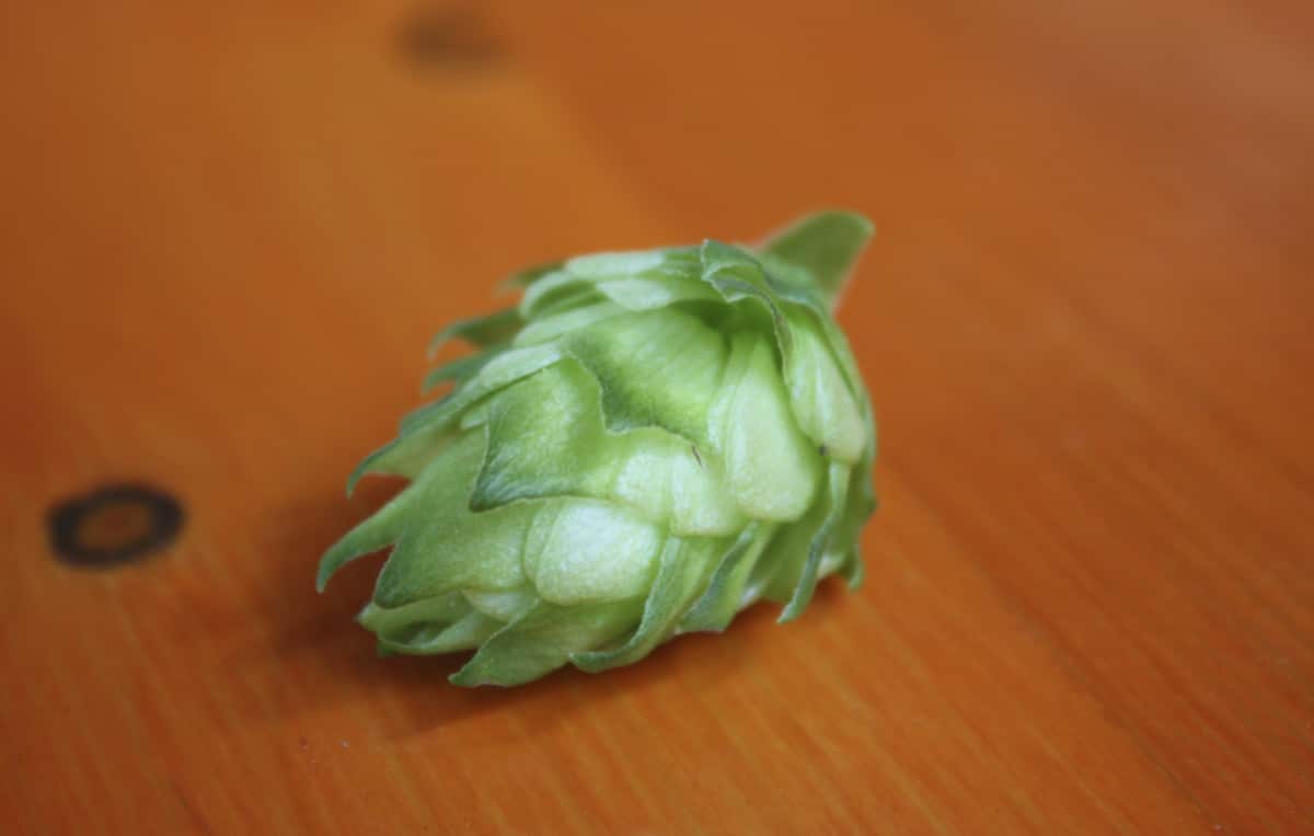 Hop Cone