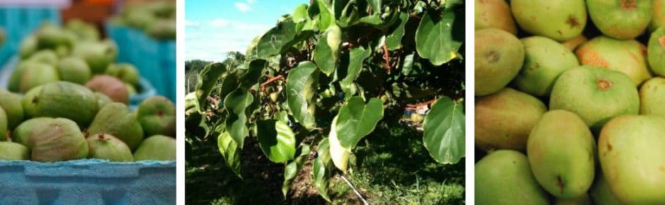 Weaver's Kiwi Berries