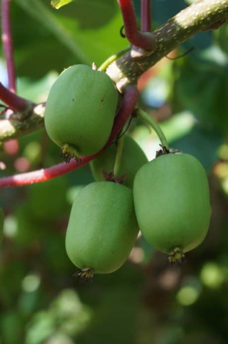 Weaver's Kiwi Berry Vines