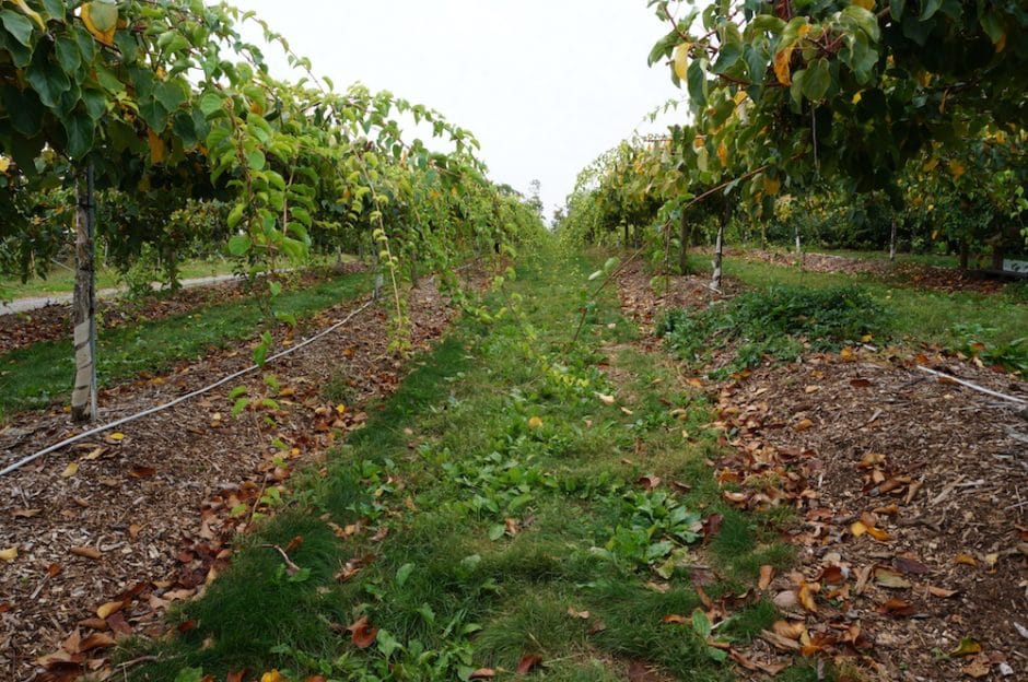 Weavers Kiwi Berry Vines