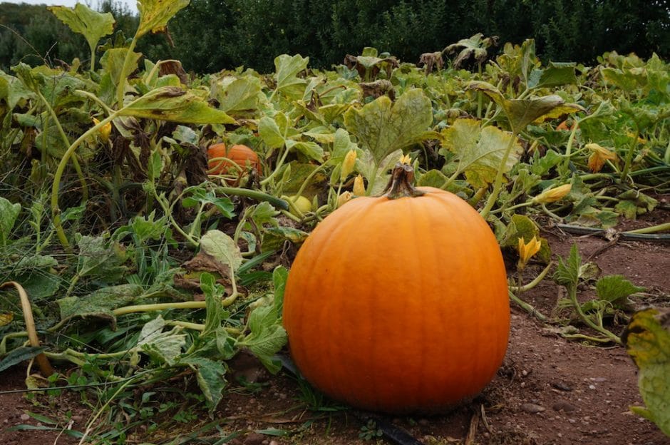 Weaver's Pumpkin