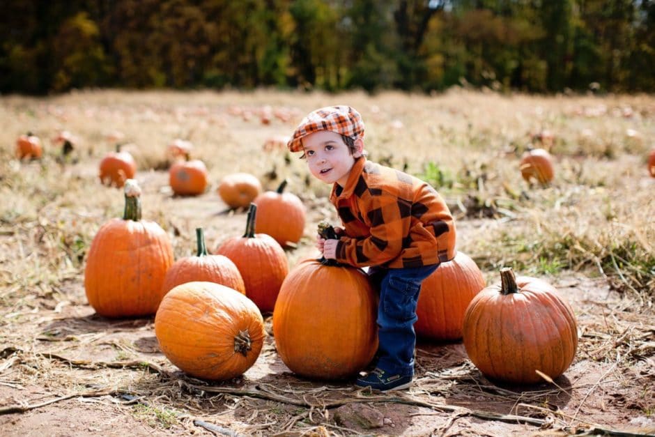 Weaver's Pumpkin Picking 2