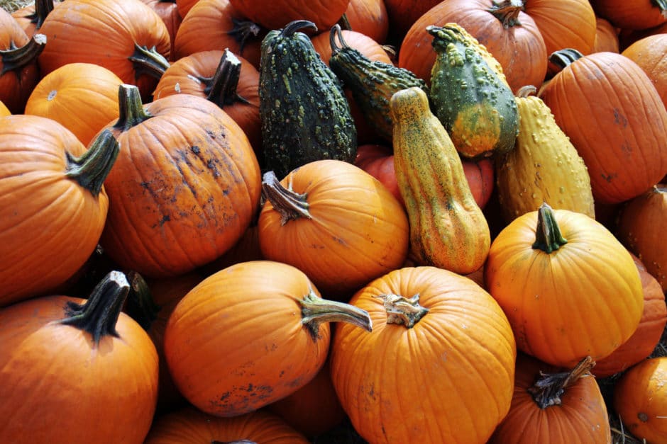 Pennsylvania pumpkins