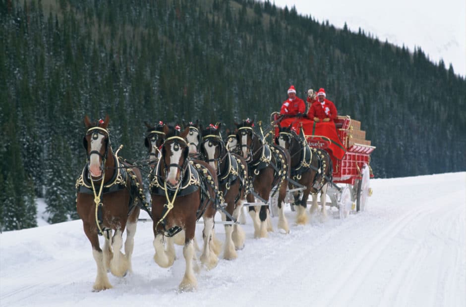 Budweiser Clydesdales