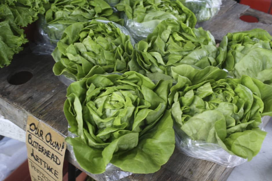 Butterhead lettuce