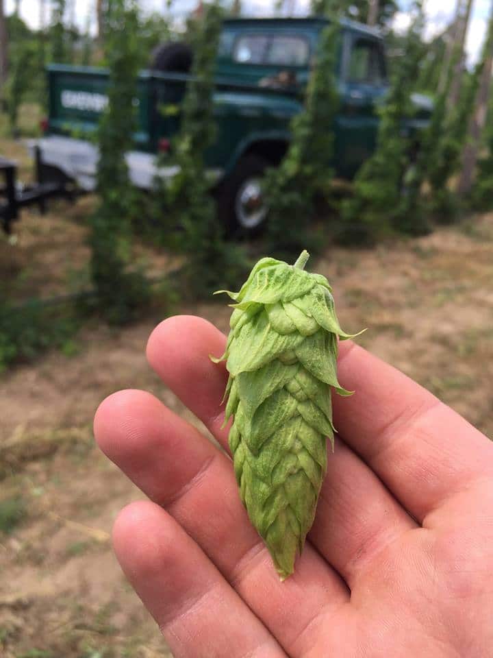 Sunny Brae Hops Hop