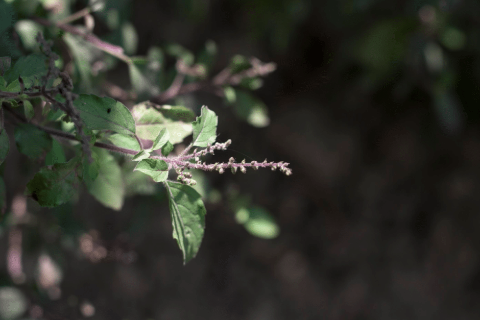 Tulsi