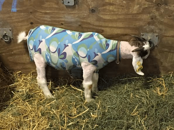 Goat at PA Farm Show