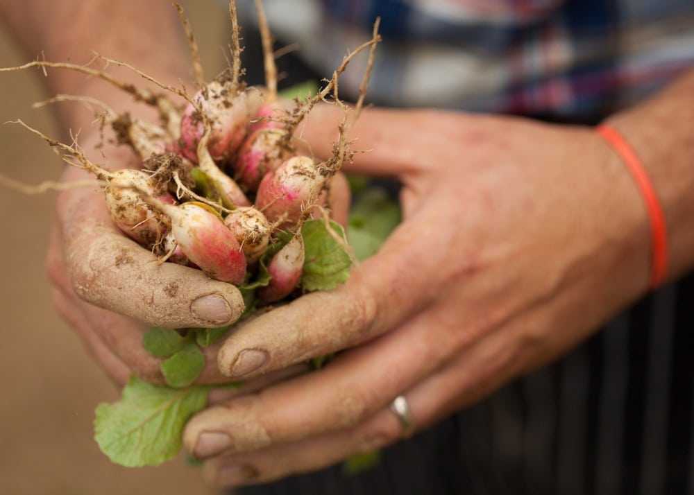 Ma(i)son Radishes