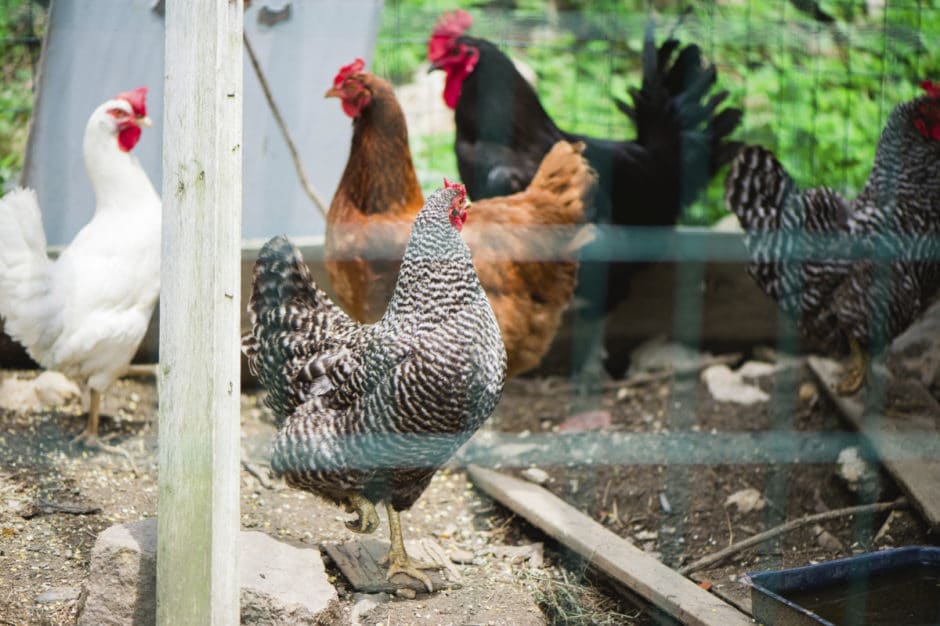 Chickens