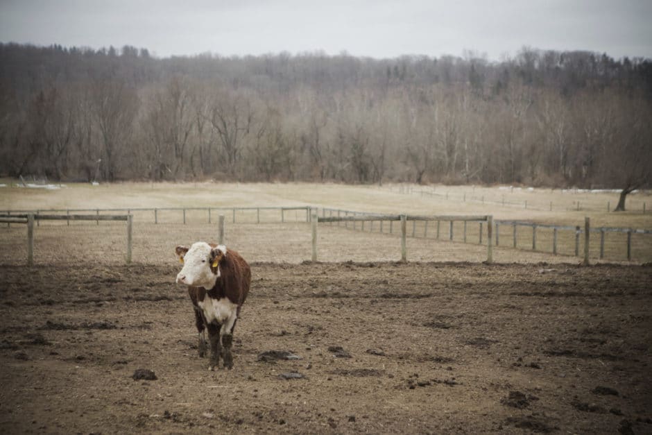 cow in field