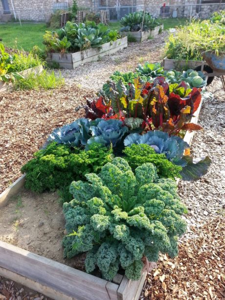 CC Food Bank raised bed garden