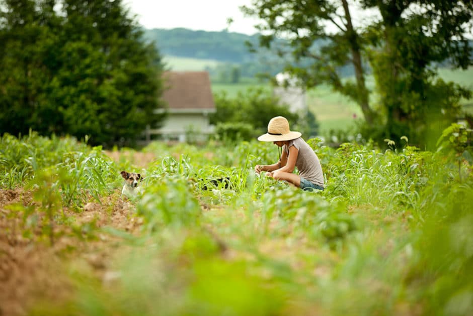 Wild Fox Farm - Harvesting